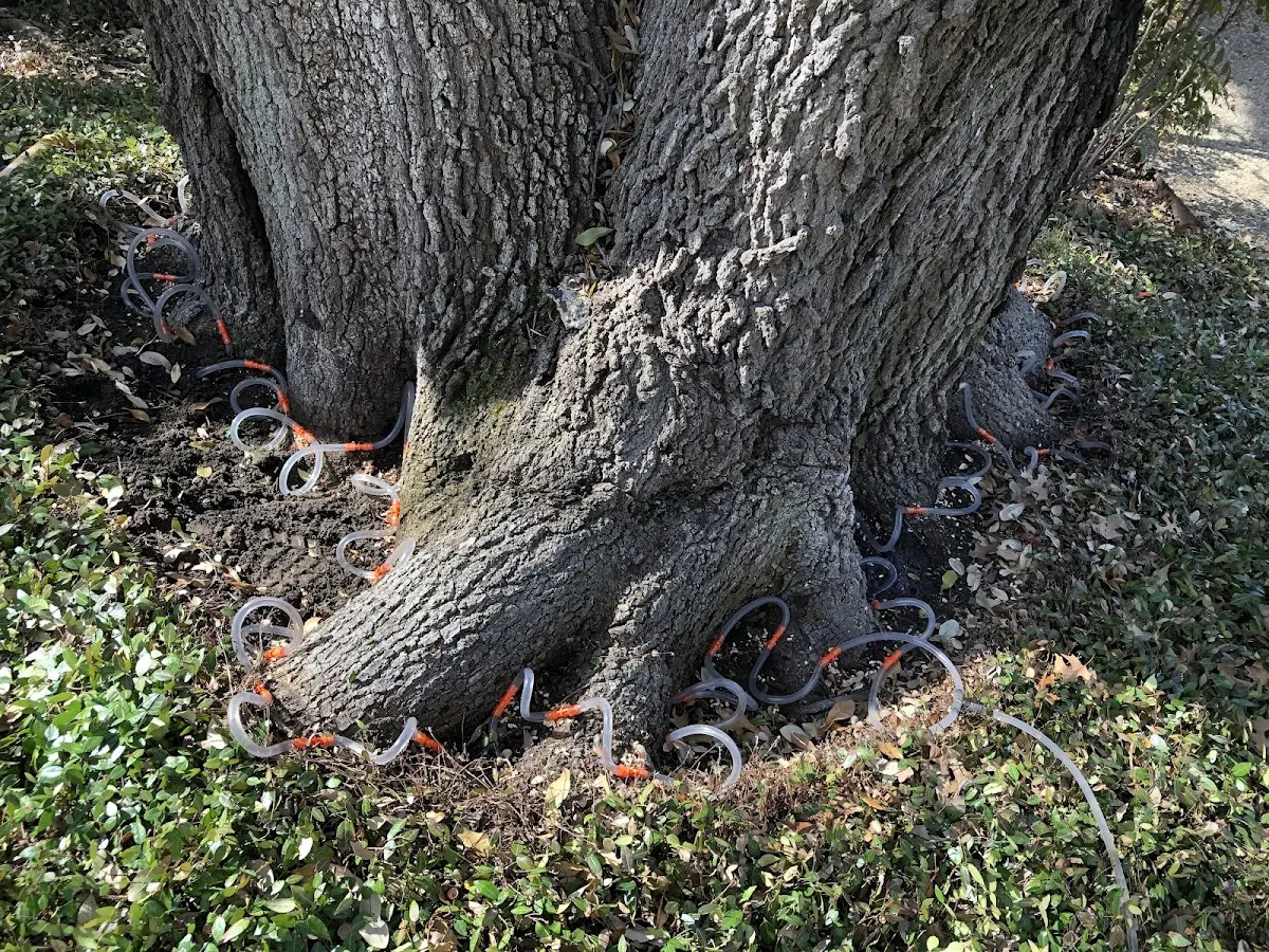 Detailed Tree Cabling and Bracing job site in Renick