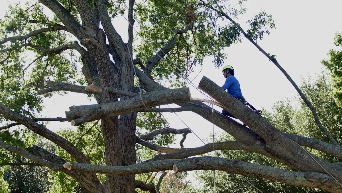 Professional Crown Thinning performed by certified arborists in Renick